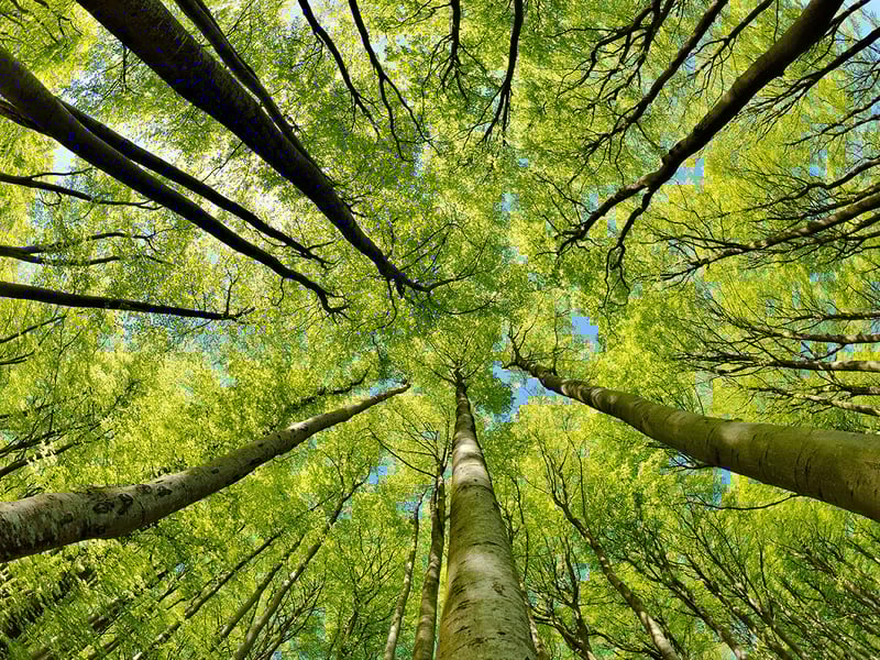 Forest of beech trees in early spring from below